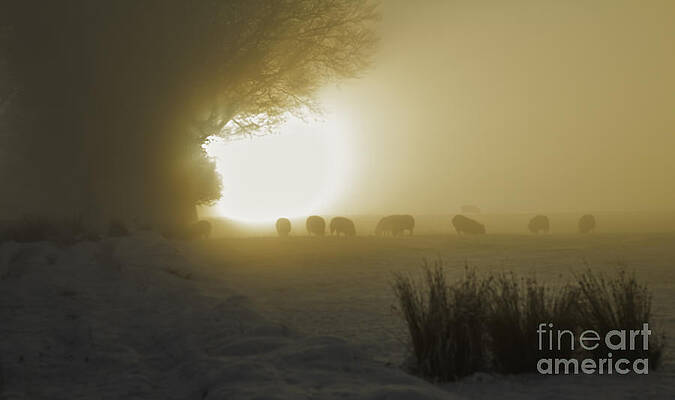 Wall Art featuring the photograph Winter Sunrise by Kype Hills