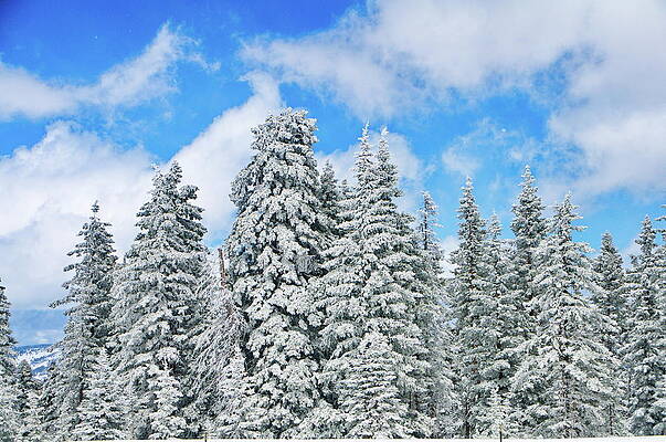 Snow-Covered Pine Trees Under Blue Sky Wall Art