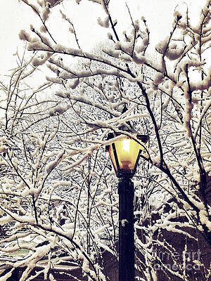 Tree Wall Art featuring the photograph Wintry Boughs by Onedayoneimage Photography