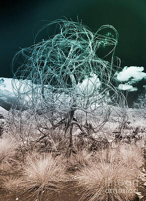 Wall Art featuring the photograph Wire Tree by Blake Webster