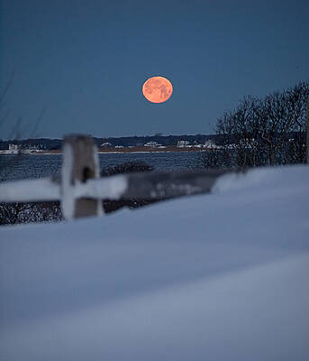 Photograph - Wolf Moon by Robert Newman