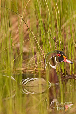 Marsh Photograph - Wood Duck Under Cover by Natural Focal Point Photography