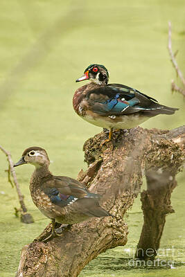 Fall Photograph - Woodduck Going Into Fall by Natural Focal Point Photography