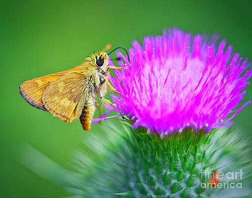 Butterfly Photograph - Woodland Skipper On Thistle by Bruce Block