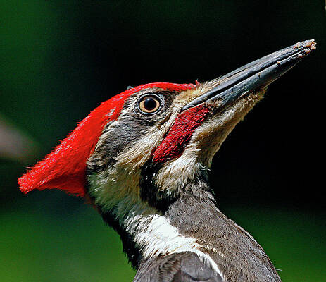 Bird Photograph - Woody's Portrait by Gina Fitzhugh