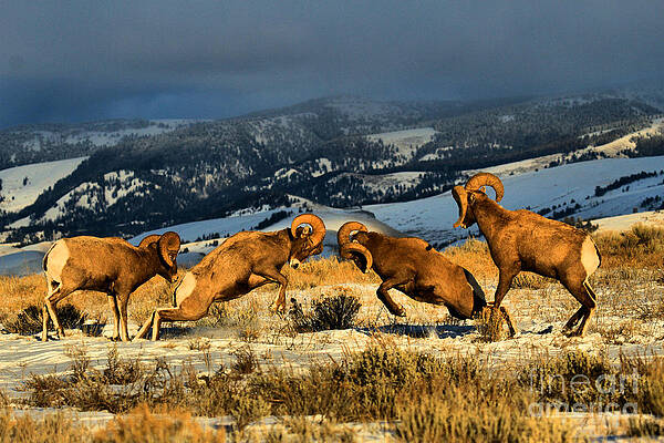 Majestic Bighorn Sheep in Winter Wall Art