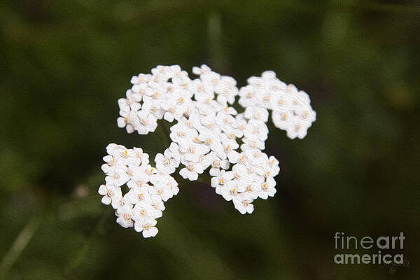 Wall Art featuring the photograph Yarro Yearning Methow Valley Flowers By Omashte by Omaste Witkowski