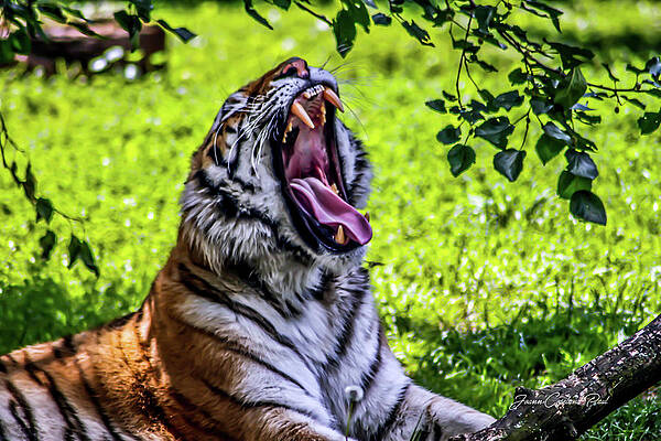 Wall Art featuring the photograph Yawning Tiger by Joann Copeland-Paul