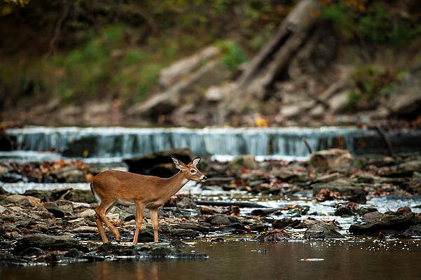 Wall Art featuring the photograph Yearling On Indian Creek by Jeff Phillippi