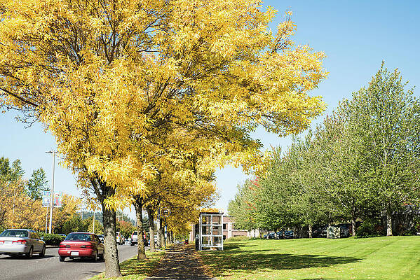 September Photograph - Yellow Bus Stop In Bellingham by Tom Cochran