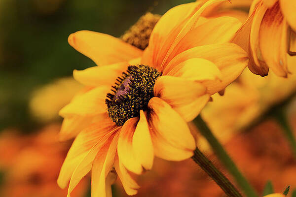 Wall Art featuring the photograph Yellow Dark by Mary Jo Allen