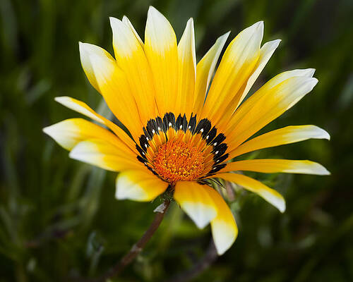 Vibrant Yellow Gazania Flower Wall Art