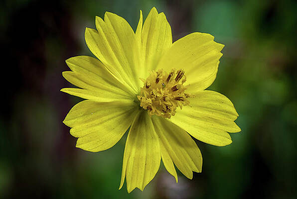 Beautiful Photograph - Yellow Flower by Ed Clark