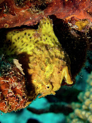 Wild Wall Art featuring the photograph Yellow Frog Fish by Jean Noren