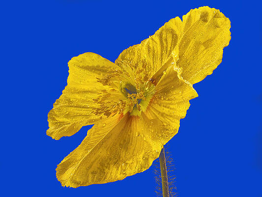 Dramatic Wall Art featuring the photograph Yellow Poppy On Blue Background by Jean Noren