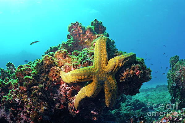 Animal Wall Art featuring the photograph Yellow Sea Star On A Rock Underwater View by Sami Sarkis Photography
