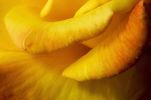 Petal Wall Art featuring the photograph Yellow To Red Petals by Mary Jo Allen