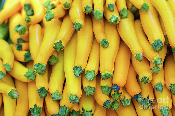 Summer Photograph - Yellow Zucchini by Bruce Block