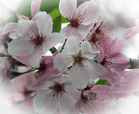 Spring Photograph - Yoshino by Gina Fitzhugh
