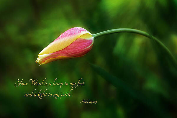 Wall Art featuring the photograph Your Word by Mary Jo Allen