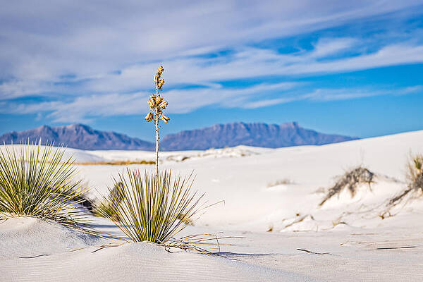 Nature Wall Art featuring the photograph Yucca And Mountain - White Sands National Monument Photograph by Duane Miller