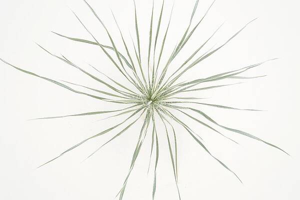 Usa Wall Art featuring the photograph Yucca Whorl - White Sands National Park by KJ Swan