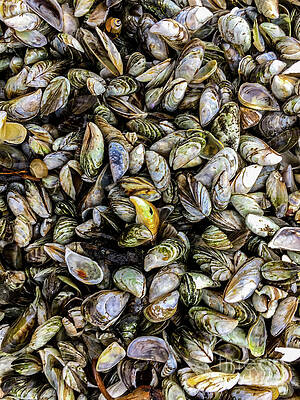 Finger Lake Photograph - Zebra Mussel Shells by William Norton