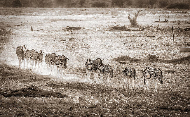 Nature Wall Art featuring the photograph Zebra Parade by Duane Miller