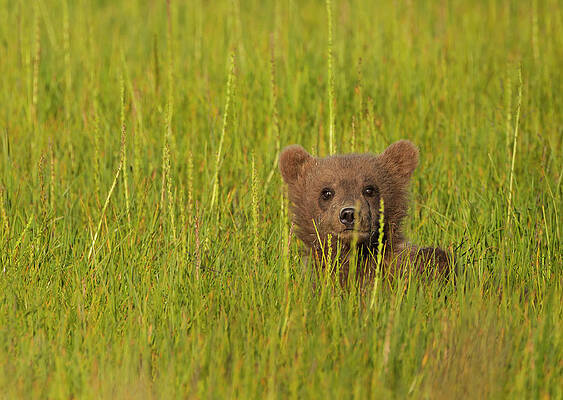 Wall Art featuring the photograph A Brown Bear Cub In The Long Grass In #1 by Mint Images - Art Wolfe