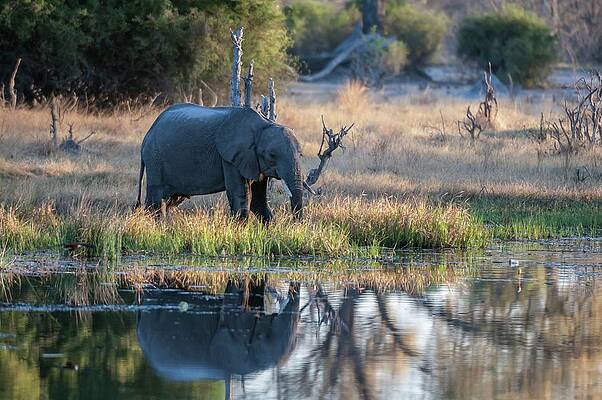 Elephant Wall Art featuring the digital art African Elephant In Botswana #1 by Jacana Stock