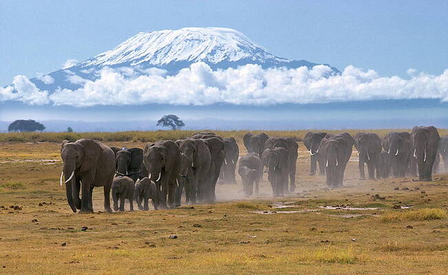 Elephant Wall Art featuring the digital art African Elephants #1 by Hp Huber