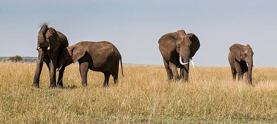 Elephant Wall Art featuring the digital art African Elephants #1 by Jacana Stock
