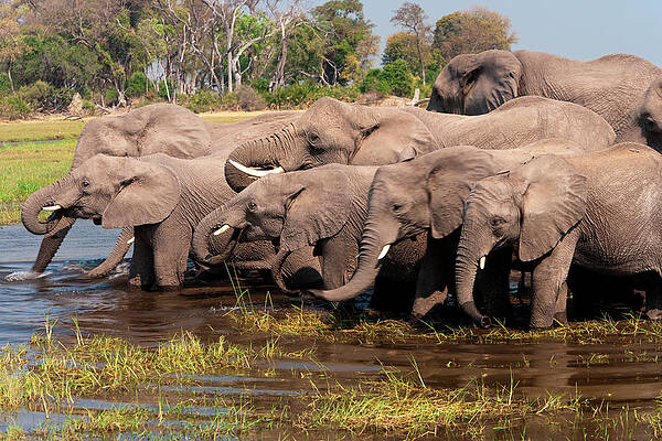 Wall Art featuring the photograph African Elephants, Okavango Delta #1 by Mint Images/ Art Wolfe