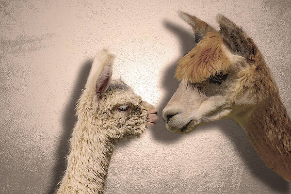 Wildlife Wall Art featuring the photograph Alpaca Reunion  #1 by Jonny D