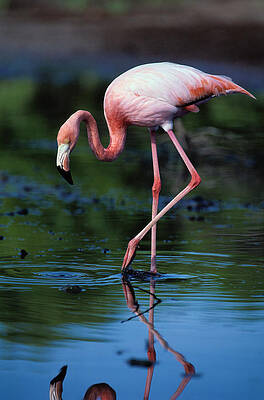 Graceful Flamingo by the Water Wall Art