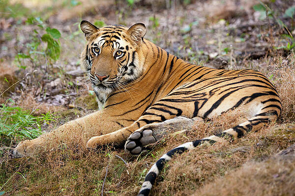 Majestic Tiger in the Wild Wall Art
