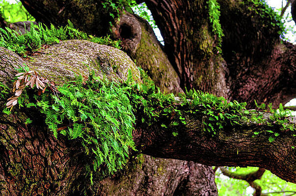 South Carolina Photograph - Angel Oak Tree Branches #1 by Louis Dallara