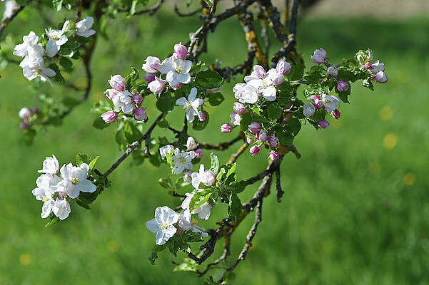 Apple Blossom #1 Print