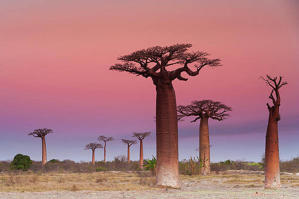 Wall Art featuring the photograph Baobab Trees, Madagascar #1 by Mint Images/ Art Wolfe
