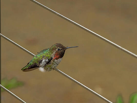 Bird Wall Art featuring the photograph Bird On A Wire #1 by Jean Noren