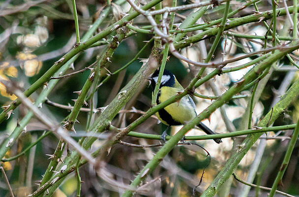Wild Photograph - Blue Tit Inside Thorns #1 by Scott Lyons