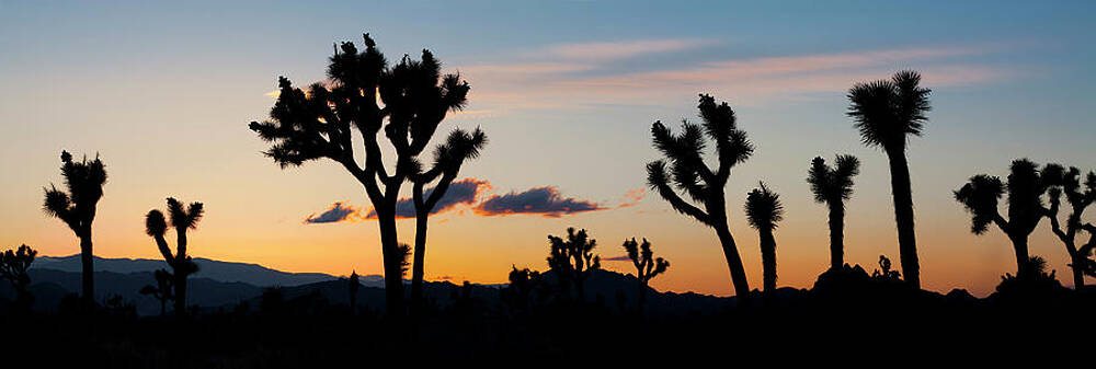 Wall Art featuring the digital art California, Joshua Tree National Park #1 by Massimo Ripani