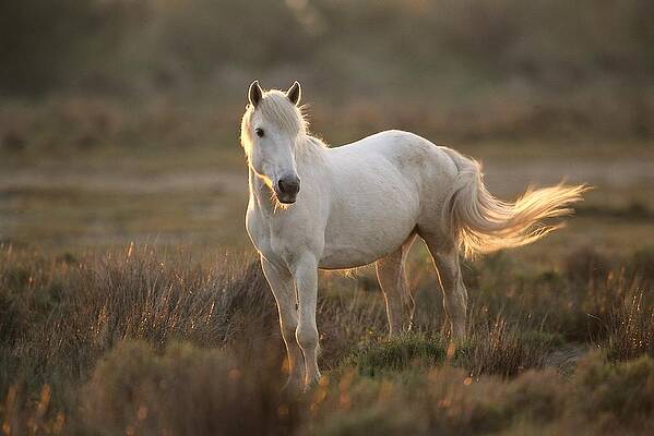 Atmospheric Wall Art featuring the digital art Camargue Horse #1 by Oliver Giel
