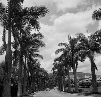Palm Tree Avenue on a Cloudy Day Wall Art