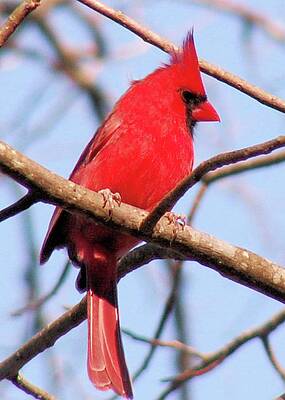 Wall Art featuring the photograph Cardinal In Winter by Karen Stansberry