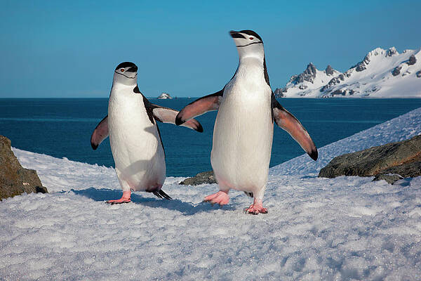 Penguins Wall Art - Photos.com