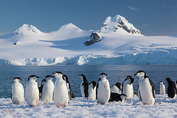 Chinstrap Penguins by Antarctic Waters Wall Art