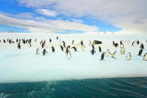 Wall Art featuring the photograph Chinstrap Penguins On Iceberg #1 by Eastcott Momatiuk