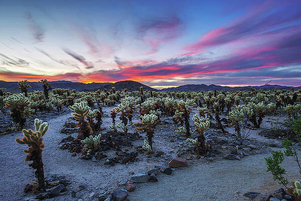 Sky Photograph - Cholla Cactus Garden In Joshua Tree National Park At Sunset #1 by Miroslav Liska