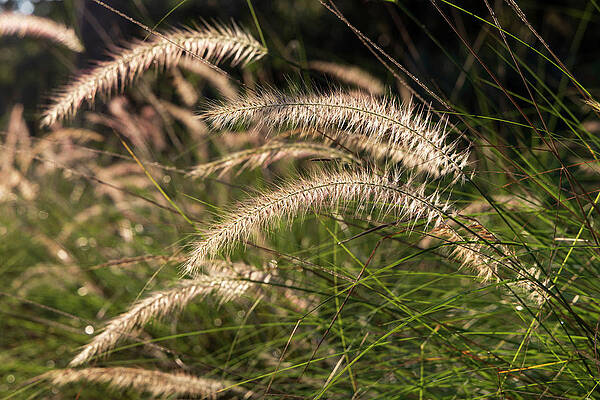 Fountain Wall Art featuring the digital art Closeup Of Fountain Grass #1 by Laura Diez